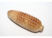 Kukuřičky